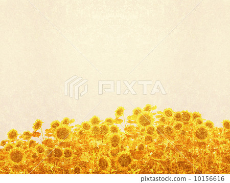 sunflower sunflower 10156616