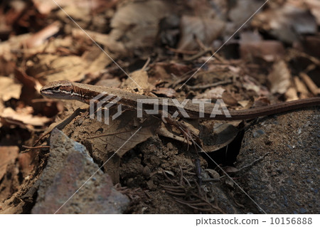 Creatures Reptiles Typhoon Japanese snake with long tail Creatures Reptiles Typhoon Japanese snake with long tail 10156888