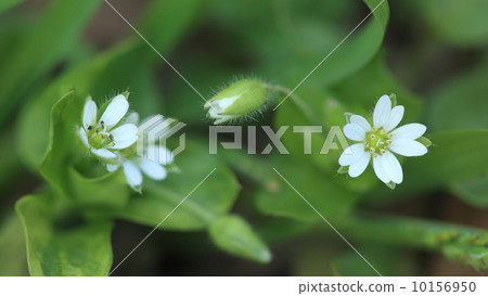 天然植物Midori Hakobo,因為雄蕊的數量是9,所以它將是Midorihakobo 天然植物Midori Hakobo,因為雄蕊的數量是9,所以它將是Midorihakobo 10156950
