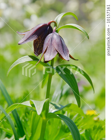 小丑花 小丑花 10157161