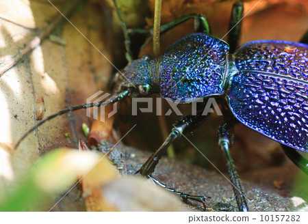 blue beetle blue beetle 10157282