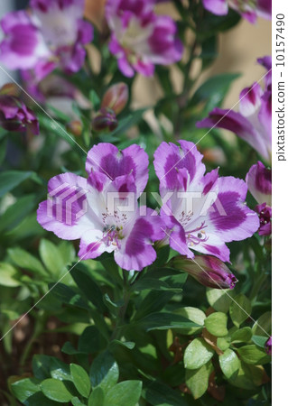 My name is Yuri Naruzen Alstroemeria. 10157490