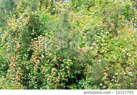blossom bush blossom bush 10157745