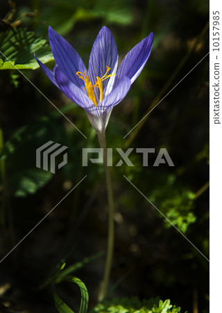 crocus straining towards the light crocus straining towards the light 10157985