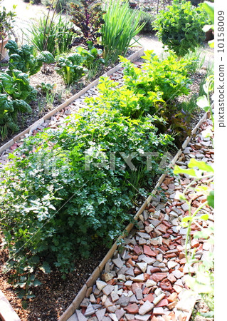 A small home garden planted with pots in the aisle 10158009