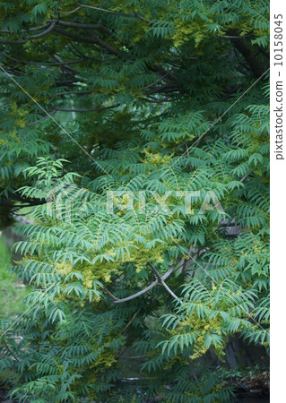 Yam Huang Yamahaze花 10158045