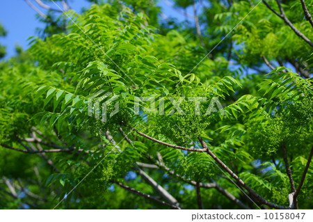 Yam Huang Yamahaze的萌芽 10158047