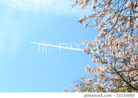 在盛開和飛機雲彩的櫻花 在盛開和飛機雲彩的櫻花 10158060
