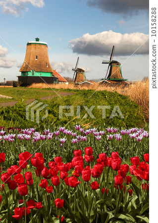 Traditional Dutch windmills with canal close the Amsterdam, Holland 10158288