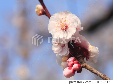 Plum blossoms Plum blossoms 10158317