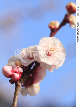 Plum blossom Plum blossom 10158318