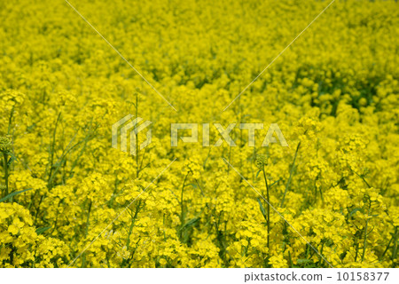 強姦開花 強姦開花 10158377