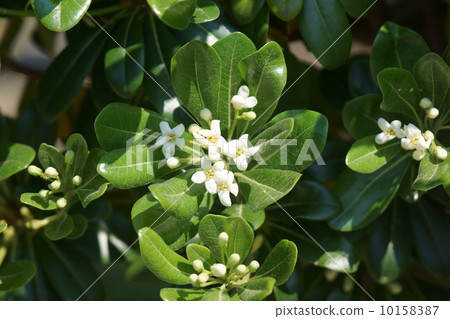 The door is Tibera, not Tibira. The door is Tibera, not Tibira. 10158387