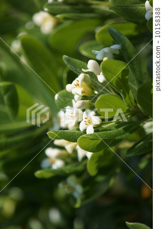 門是Tibera，而不是Tibira。 10158388