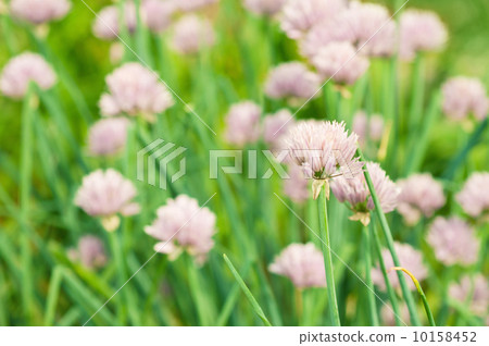 Purple flowers 10158452