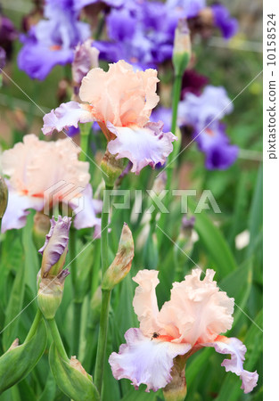 iris flower 10158524