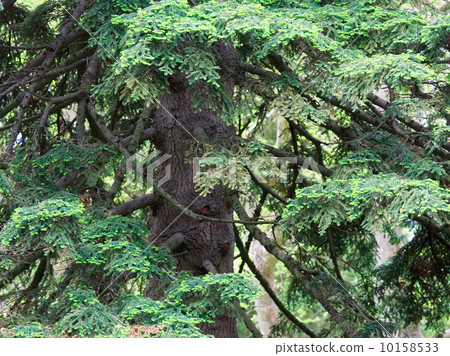 Big conifer tree 10158533