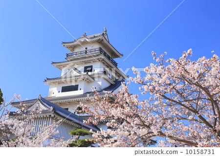 Imabari城堡在春天 10158731