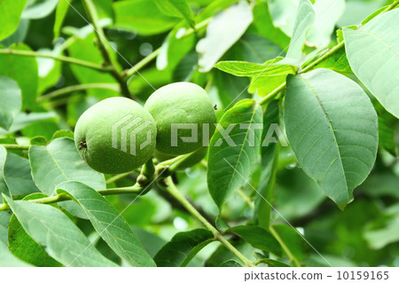 Walnut tree 10159165