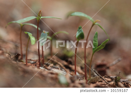天然植物Iohamomida幼苗種子 天然植物Iohamomida幼苗種子 10159187