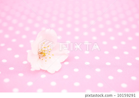 Cherry blossoms Cherry blossoms 10159291