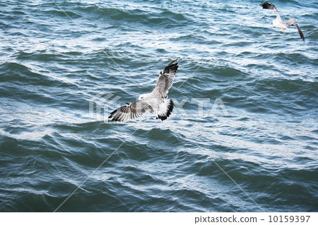 Seagulls on lake Sevan 10159397