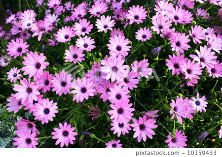 Pink daisies Pink daisies 10159433