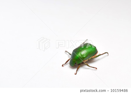 Insect bug 10159486
