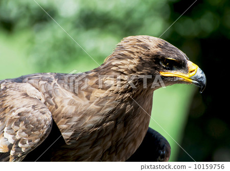 The Tawny eagle (Aquila rapax) The Tawny eagle (Aquila rapax) 10159756