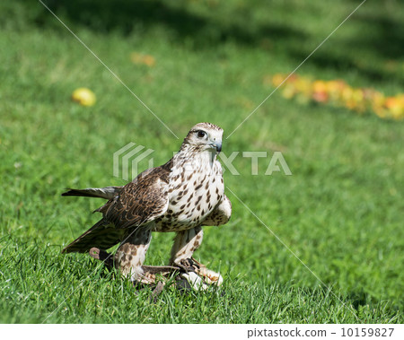 Saker falcon (Falco cherrug) on the grass 10159827