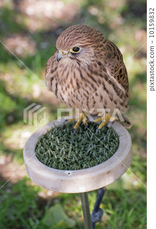 Common kestrel on a perch Common kestrel on a perch 10159832