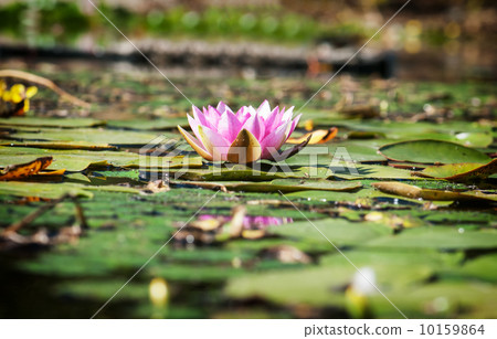 Pink water lily in the garden pond. Pink water lily in the garden pond. 10159864