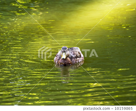 One mallard duck in a pond 10159865