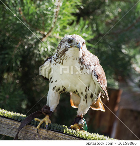 Saker falcon (Falco cherrug) 10159866