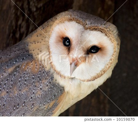 Barn owl (Tyto alba) Barn owl (Tyto alba) 10159870