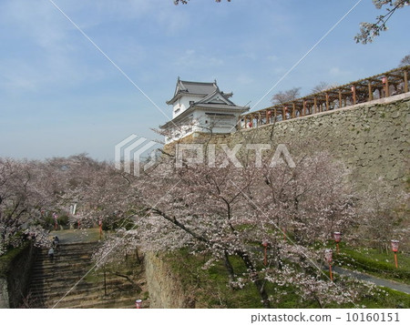 Tsuyama Tsuruyama park's cherry tree 10160151