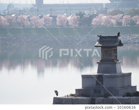 盛開的櫻花和小廳 盛開的櫻花和小廳 10160616