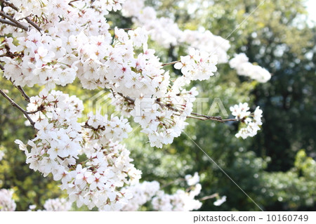 Cherry blossoms (Ai Yoshino) Cherry blossoms (Ai Yoshino) 10160749