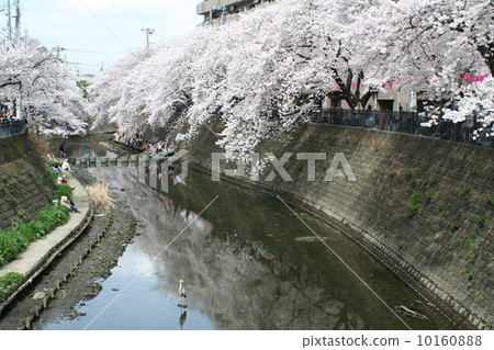 Sakura sightseeing in Yokohama 10160888