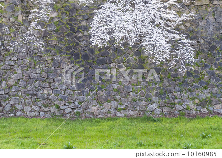 Cherry Blossoms   10160985