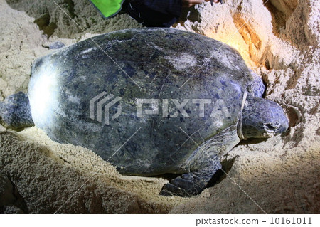 產生海龜 10161011