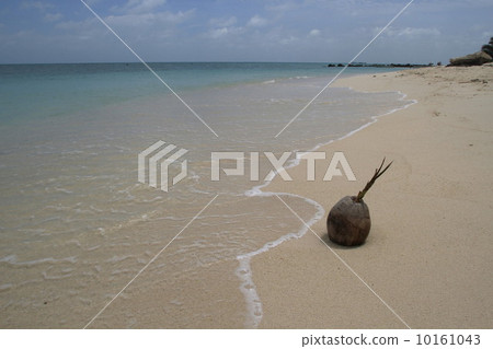 South Island Turtle Island South Island Turtle Island 10161043