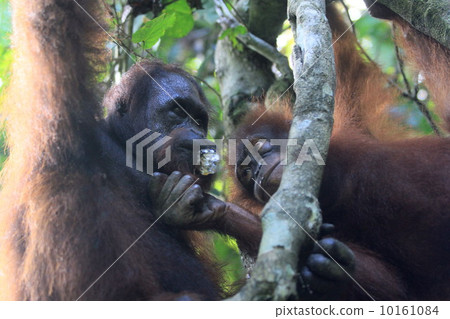 Orangutan 10161084