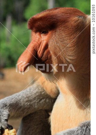 Monza monkey 10161093