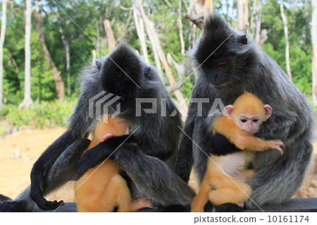 Silver Reef Monkey 10161174