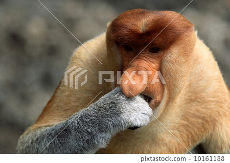 Monza monkey 10161188