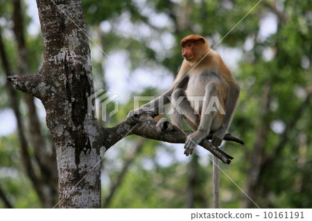 Monza monkey 10161191