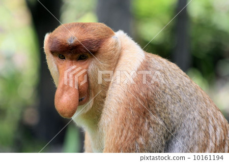 Monza monkey Monza monkey 10161194