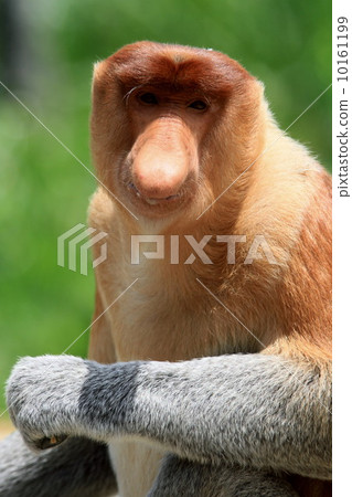 Monza monkey 10161199