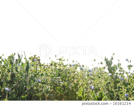 Refreshing green 10161214